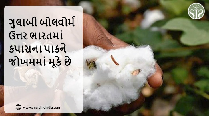 ગુલાબી બોલવોર્મ ઉત્તર ભારતમાં કપાસના પાકને જોખમમાં મૂકે છે