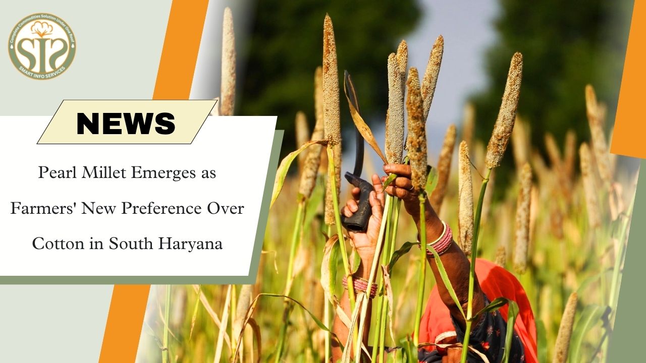 Pearl Millet Replaces Cotton as Preferred Crop in South Haryana
