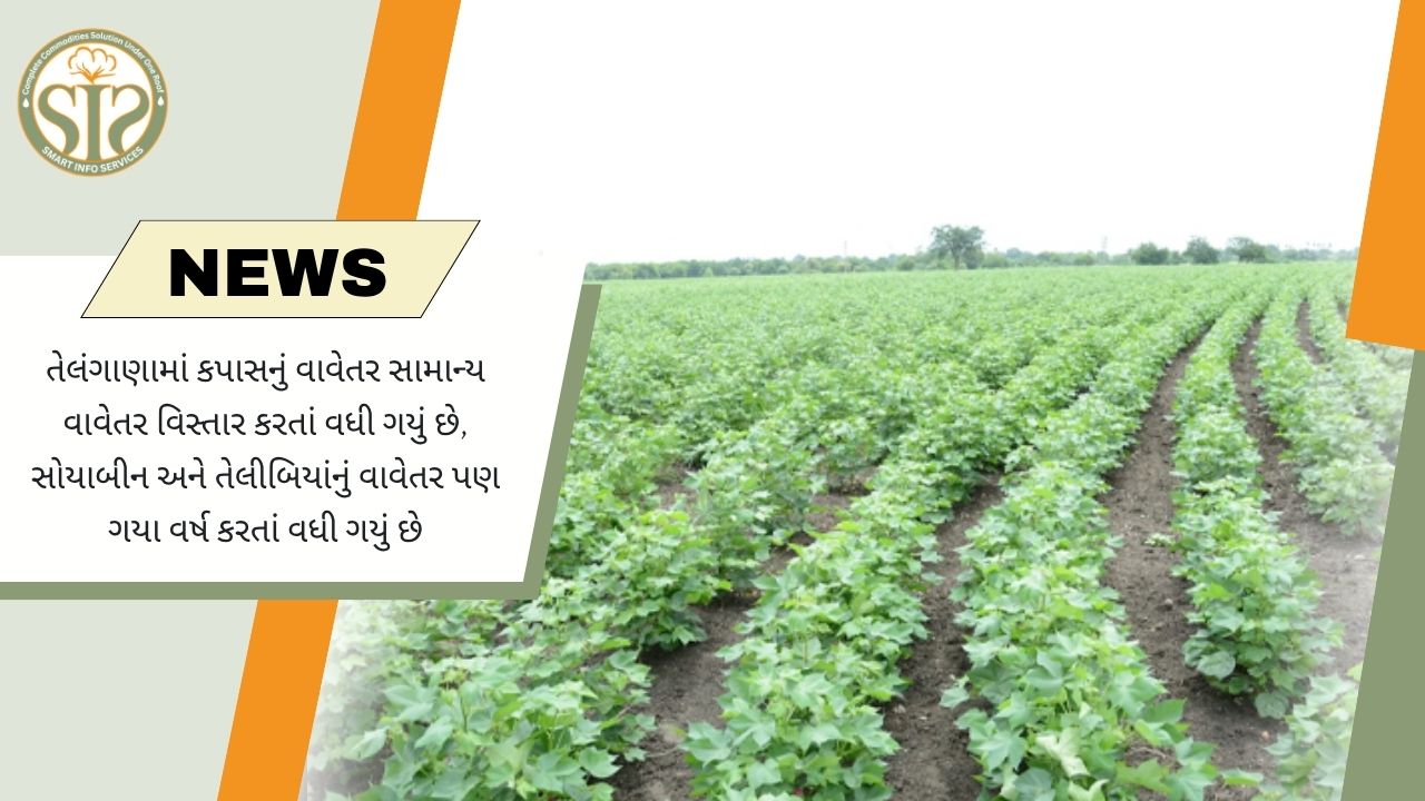 તેલંગાણામાં કપાસનું વાવેતર સામાન્ય વિસ્તારથી આગળ.