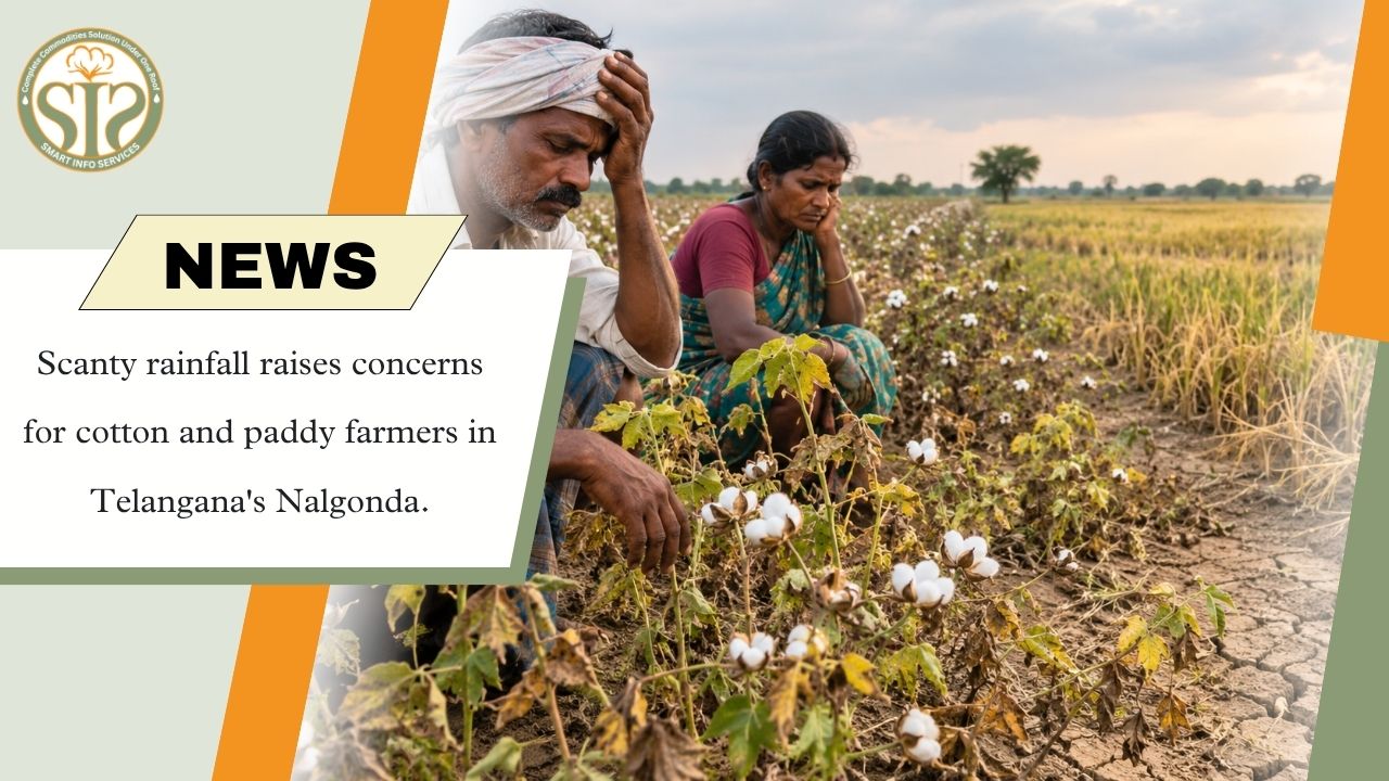 Scanty Rainfall Raises Concerns for Cotton and Paddy Farmers in Telangana’s Nalgonda