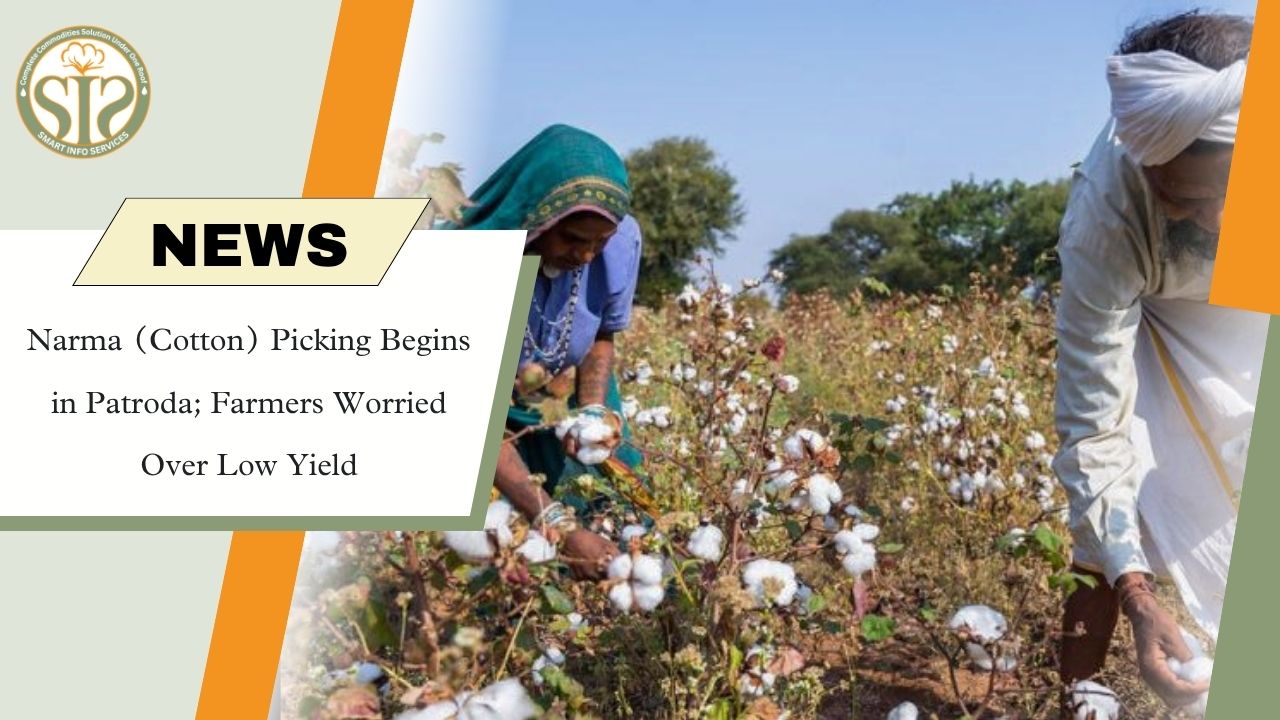 Narma Cotton Picking Begins in Rajasthan’s Patroda, Farmers Worried Over Low Yield