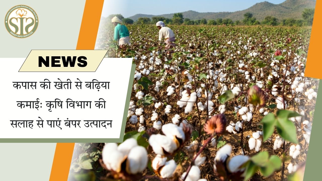 कपास की खेती से बेहतर आय के लिए सुझाव