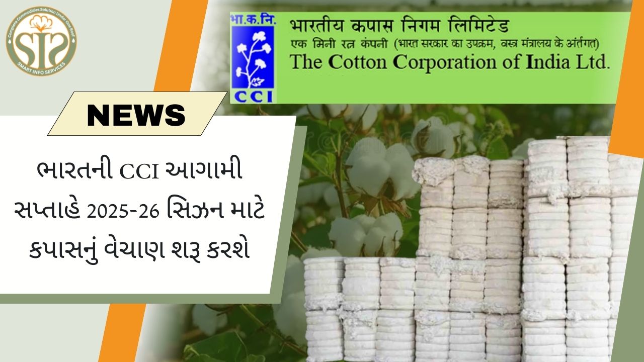 CCI આગામી સપ્તાહે 2025-26 સિઝન માટે કપાસનું વેચાણ શરૂ કરશે