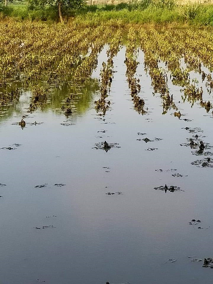 Heavy Rains Caused Major Losses for Cotton Farmers in Tamil Nadu