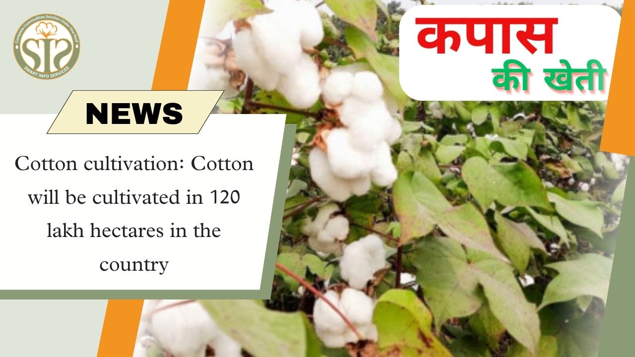 Cotton cultivation: Cotton will be cultivated in 120 lakh hectares in the country
