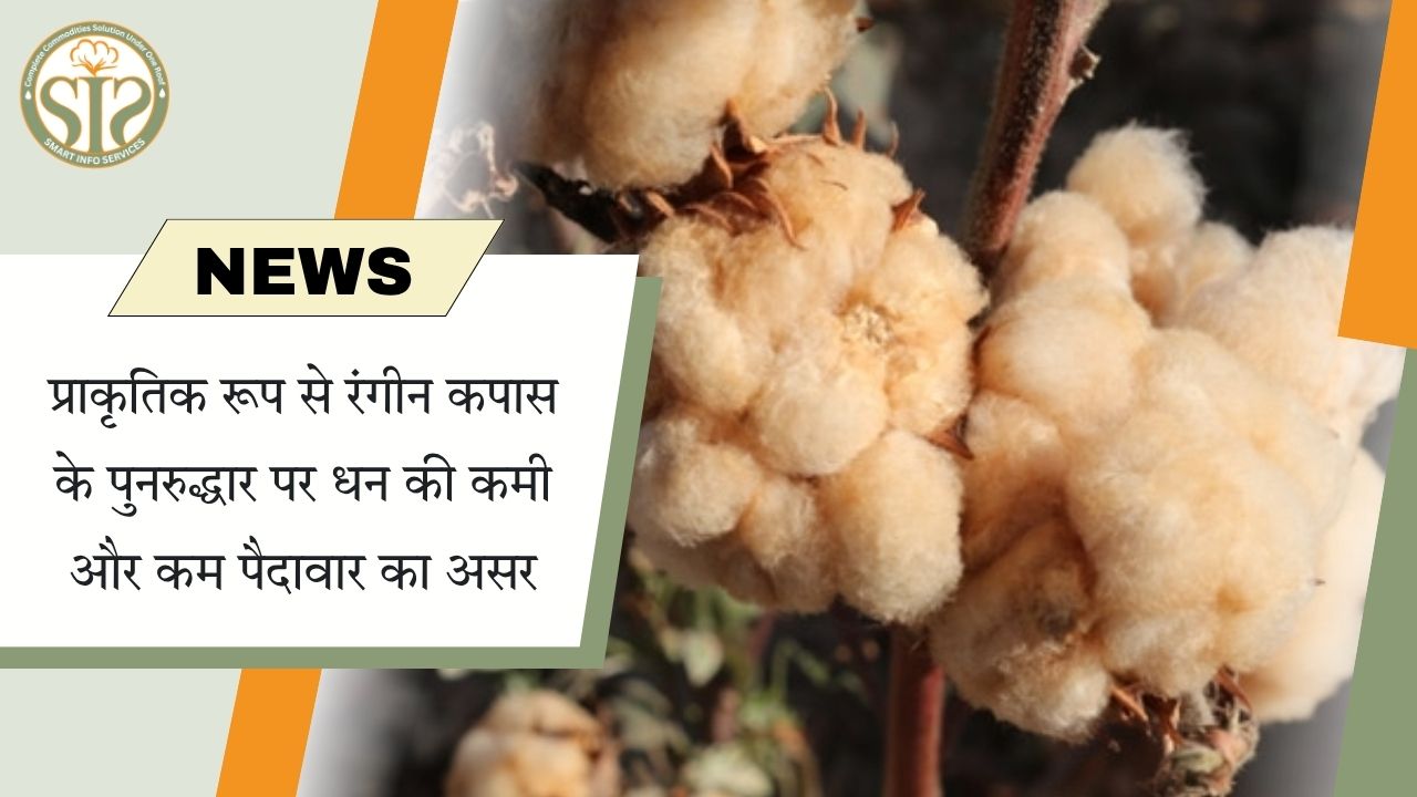 प्राकृतिक रंगीन कपास: धन की कमी और कम पैदावार की चुनौती