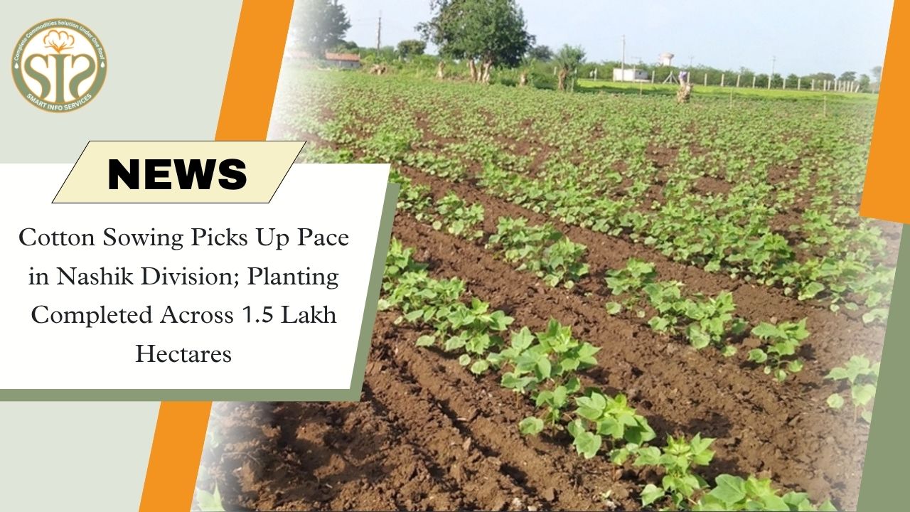 Cotton Sowing Gains Pace in Nashik