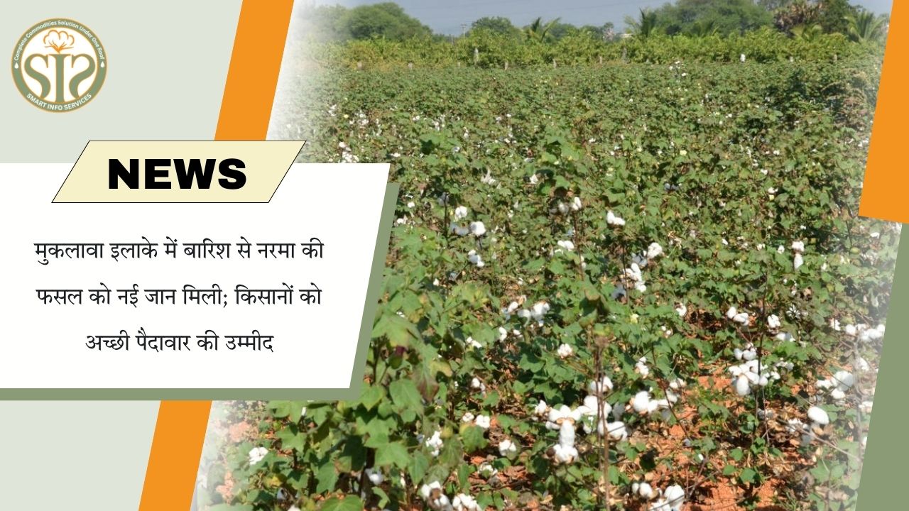 बारिश से मुकलावा में नरमा फसल को नई जान, किसानों को अच्छी पैदावार की उम्मीद