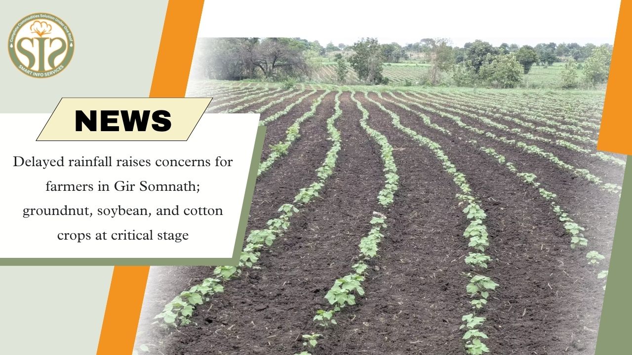 Gir Somnath Rain Delay Worries Farmers
