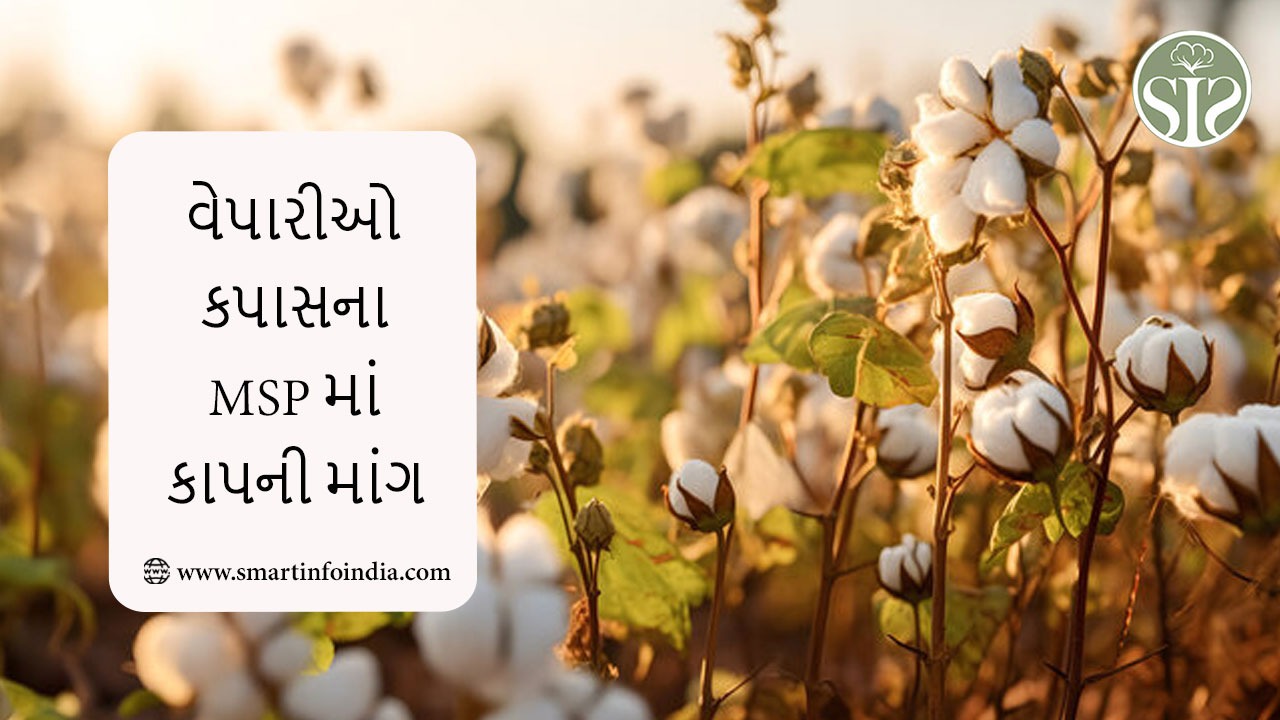 વેપારીઓ કપાસના MSPમાં કાપની માંગ કરી રહ્યા છે