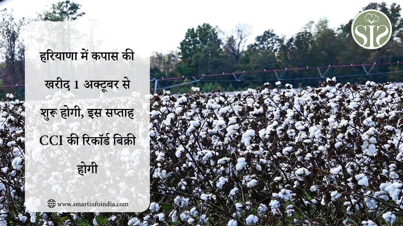 हरियाणा में कपास की खरीद 1 अक्टूबर से शुरू होगी, इस सप्ताह CCI की रिकॉर्ड बिक्री होगी