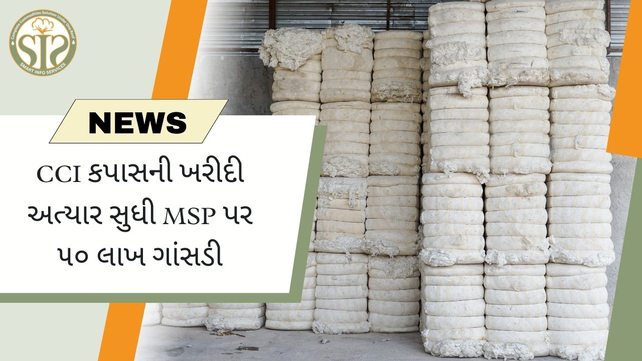 CCI કપાસની ખરીદી અત્યાર સુધી MSP પર ૫૦ લાખ ગાંસડી