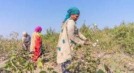 कपास बुवाई तेज, 30 जुलाई लक्ष्य संभव