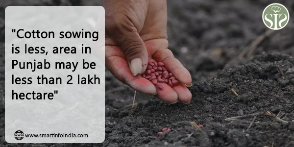 "Cotton sowing is less, the area in Punjab may be less than 2 lakh hectares"