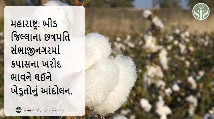 મહારાષ્ટ્ર: બીડ જિલ્લાના છત્રપતિ સંભાજીનગરમાં કપાસના ખરીદ ભાવને લઈને ખેડૂતોનું આંદોલન