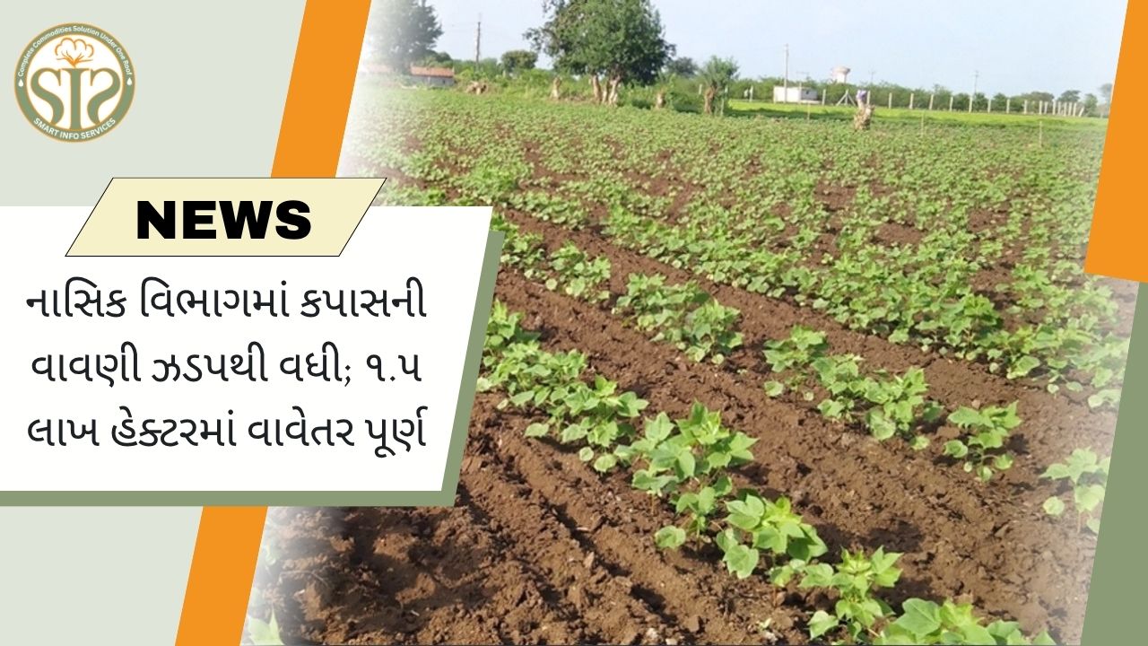 નાસિક વિભાગમાં કપાસ વાવેતર તેજ