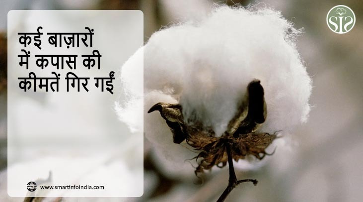 कई बाज़ारों में कपास की कीमतें गिर गईं