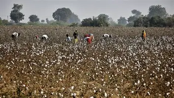 Karimnagar Cotton Crop Under Drought Stress