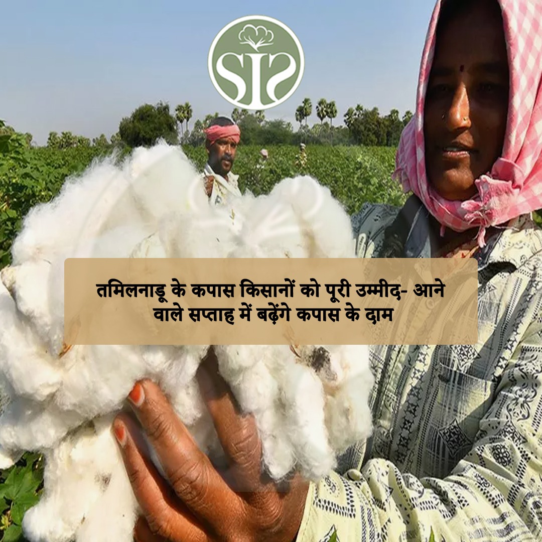 Tamil Nadu cotton farmers have full hope - cotton prices will increase in the coming week