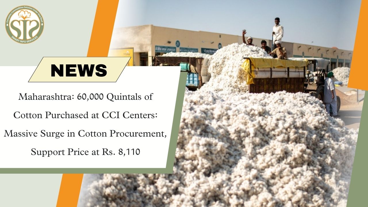 Maharashtra: 60,000 Quintals of Cotton Purchased at CCI Centers:  Massive Surge in Cotton Procurement, Support Price at Rs. 8,110