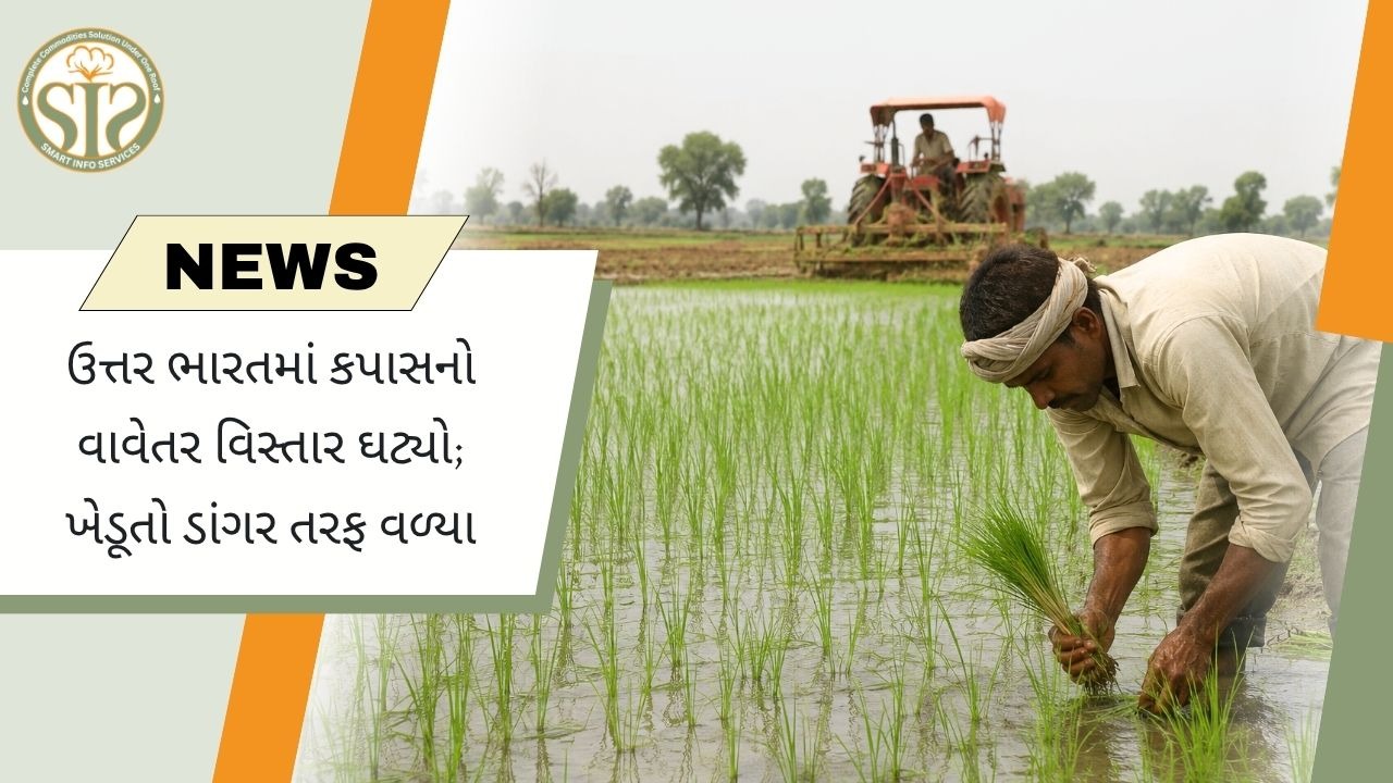 ઉત્તર ભારતમાં કપાસ વિસ્તાર 22% ઘટ્યો