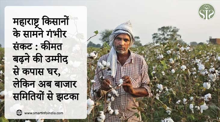 महाराष्ट्र किसानों के सामने गंभीर संकट: कीमत बढ़ने की उम्मीद से कपास घर, लेकिन अब बाजार समितियों से झटका