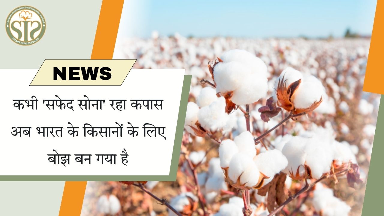 "सफेद सोना’ कपास अब किसानों के लिए बोझ"