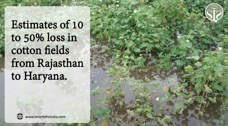 Estimates of 10 to 50% loss in cotton fields from Rajasthan to Haryana.