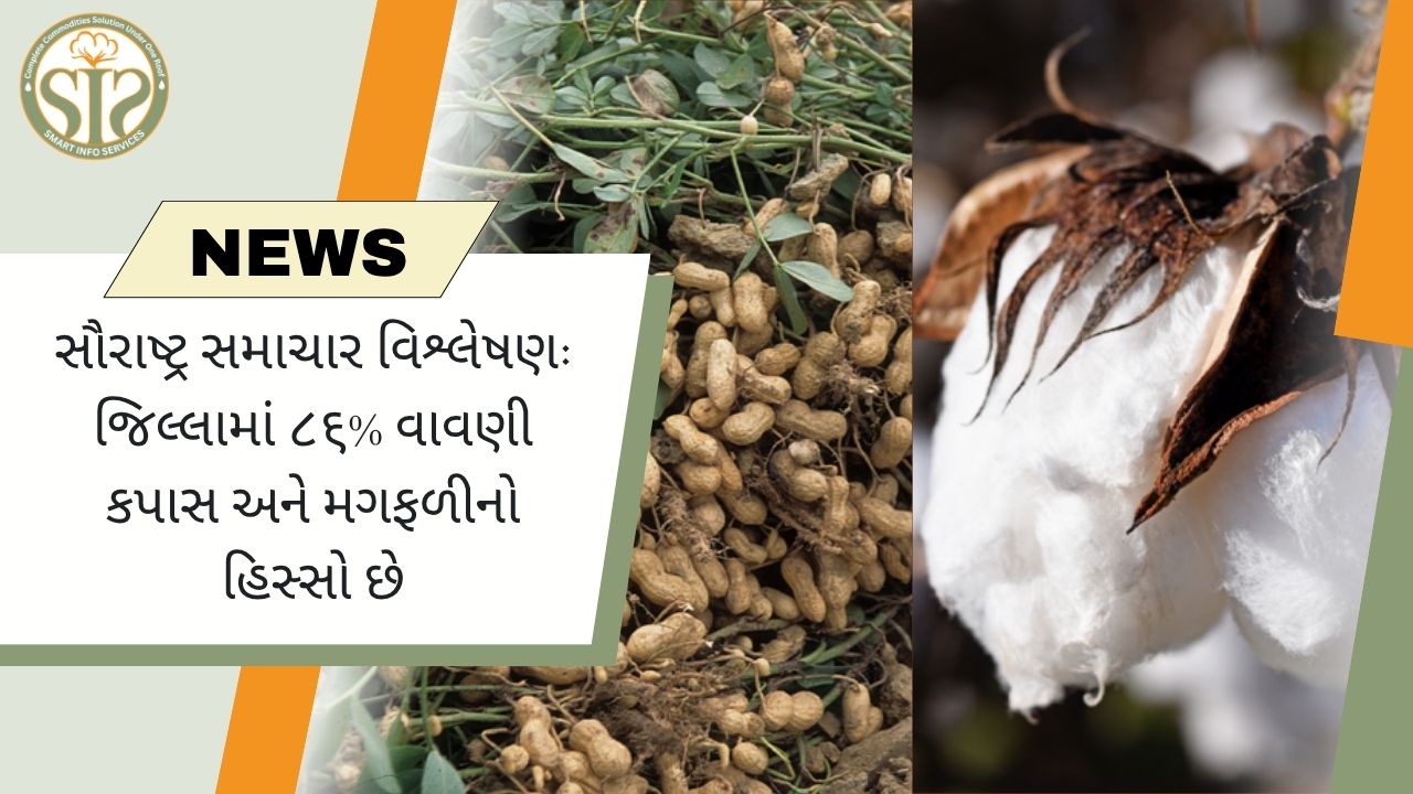 કપાસ-મગફળી: સૌરાષ્ટ્રમાં 86% વાવણી થાય છે