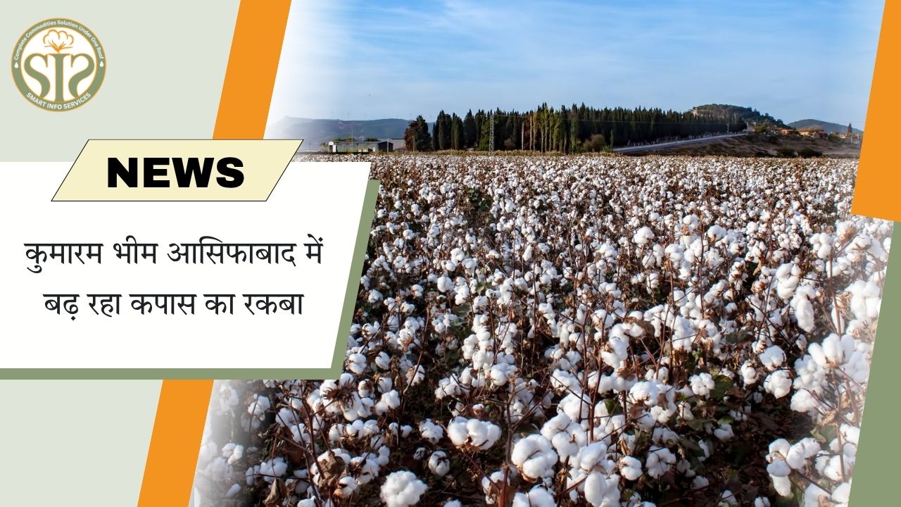 आसिफाबाद में कपास का रकबा बढ़ा