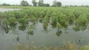 Waterlogging ruins cotton, bajra on 80K acres in Rewari & M’garh