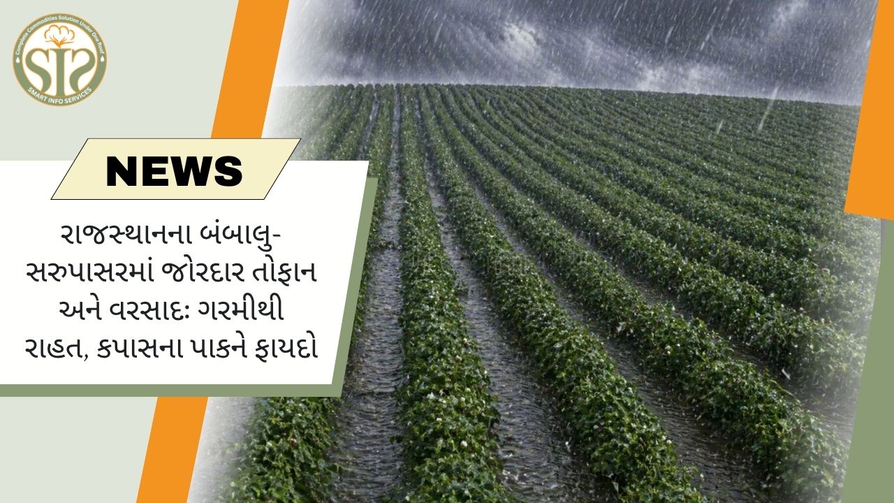 રાજસ્થાન: હવામાન પરિવર્તનથી કપાસના પાકને ફાયદો
