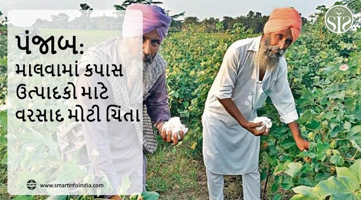 પંજાબ: માલવામાં કપાસ ઉત્પાદકો માટે વરસાદ મોટી ચિંતા