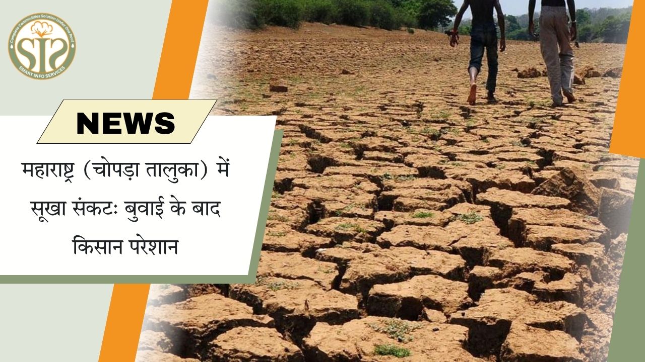 महाराष्ट्र- चोपड़ा तालुका में सूखे से किसान परेशान