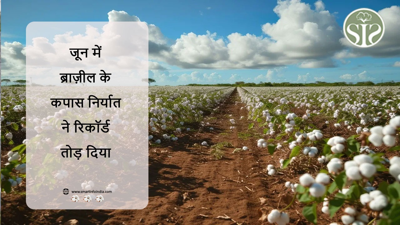 जून में ब्राज़ील के कपास निर्यात ने रिकॉर्ड तोड़ दिया