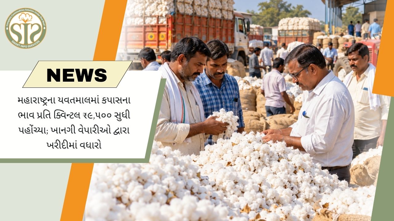 મહારાષ્ટ્રના યવતમાળમાં કપાસનો ભાવ ₹9,500 પ્રતિ ક્વિન્ટલ સુધી પહોંચ્યો, ખાનગી ખરીદીમાં વધારો