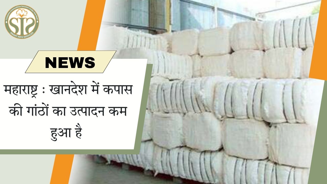 महाराष्ट्र : खानदेश में कपास की गांठों का उत्पादन कम हुआ है