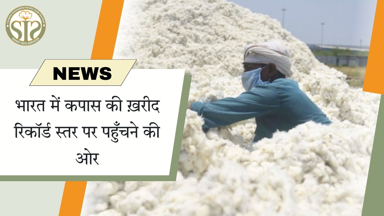 भारत में कपास की ख़रीद रिकॉर्ड स्तर पर पहुँचने की ओर