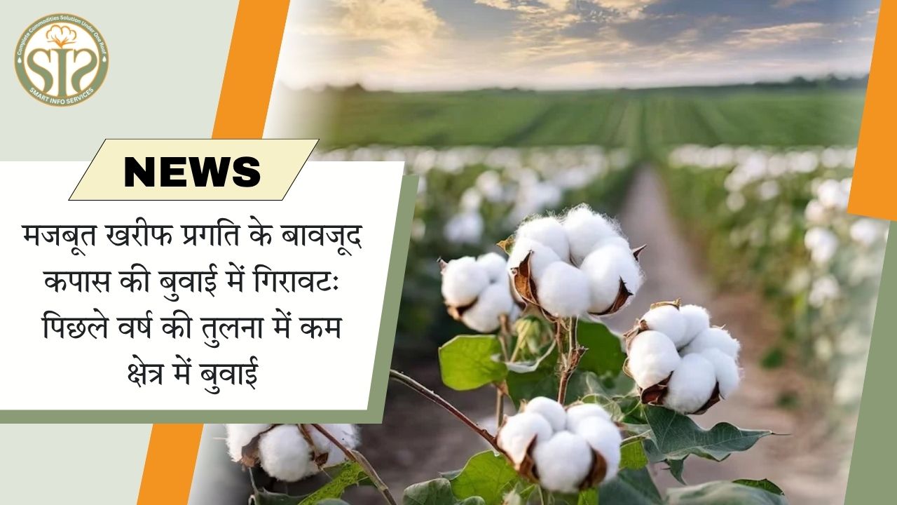 खरीफ की अच्छी प्रगति के बावजूद कपास की बुवाई पिछड़ी