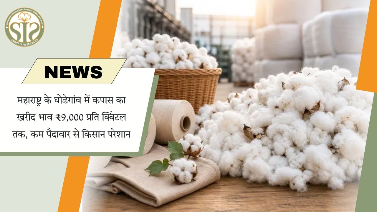 घोडेगांव में कपास का भाव ₹9,000 पहुंचा