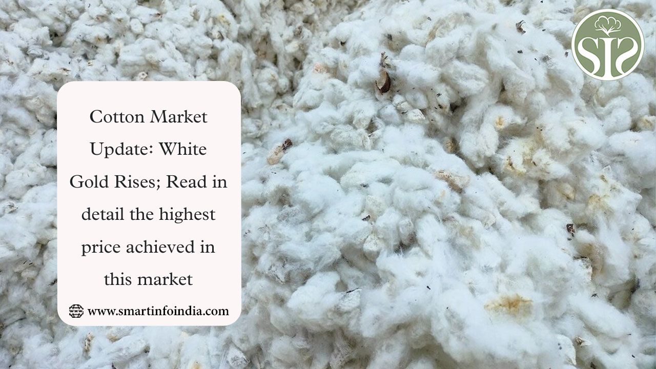 Cotton Prices Surge: White Gold Reaches Record High