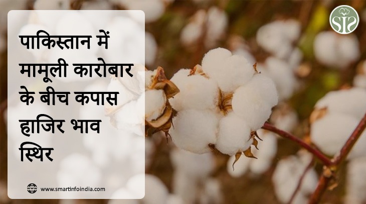 Cotton spot prices steady in thin trade in Pakistan