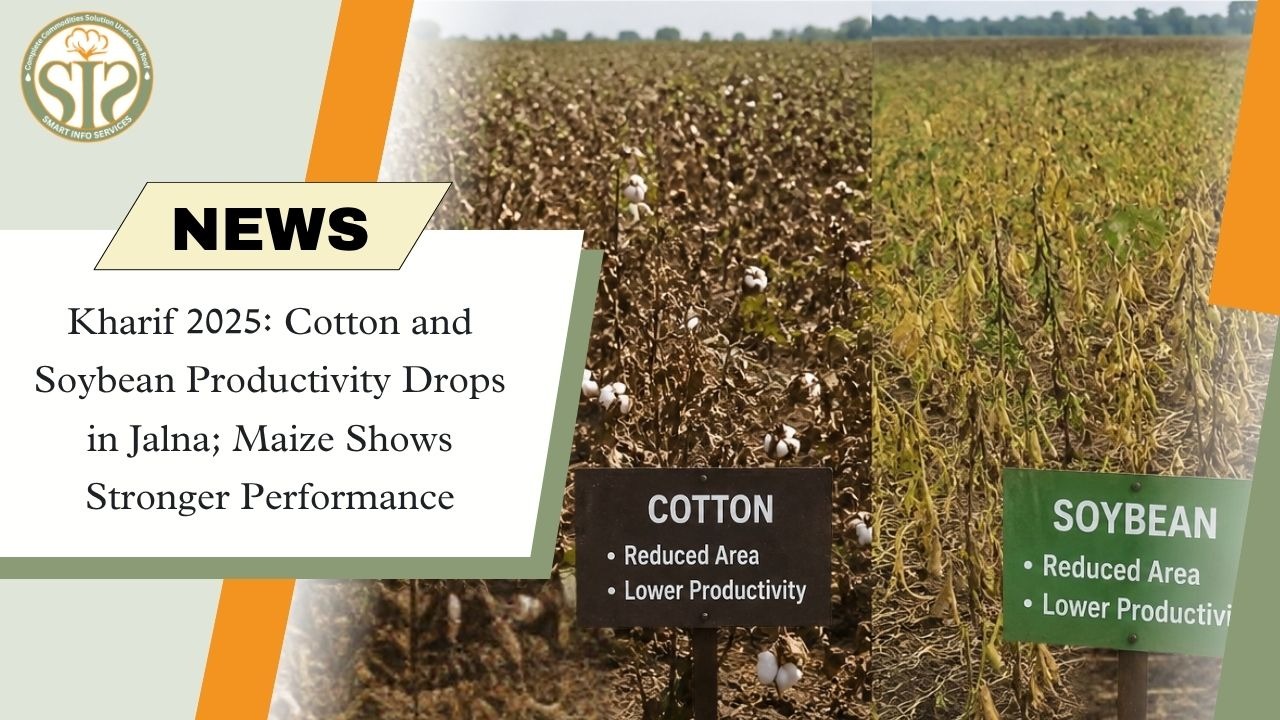 Jalna Sees Drop in Cotton, Soybean Productivity; Maize Performs Better