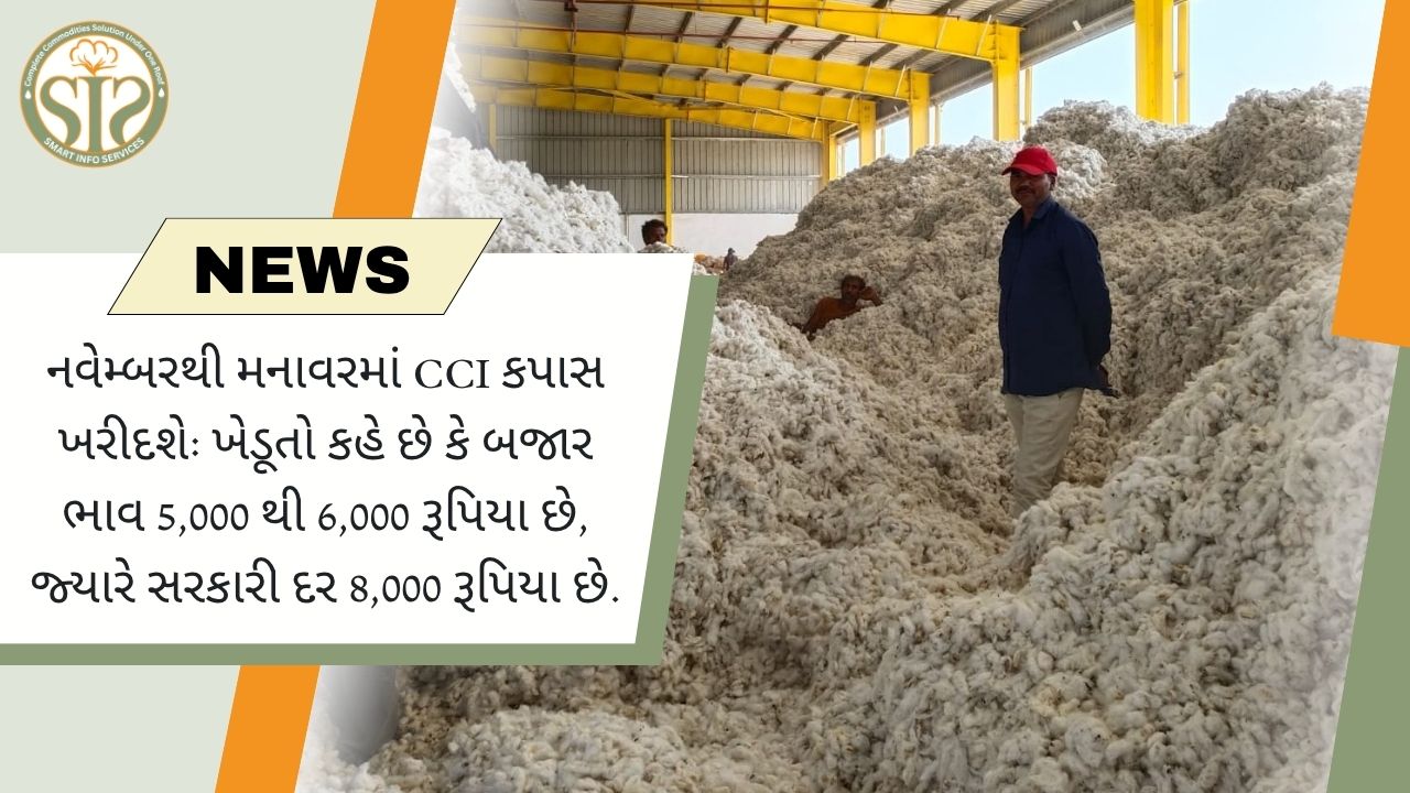 CCI નવેમ્બરથી મનાવરમાં કપાસની ખરીદી કરશે