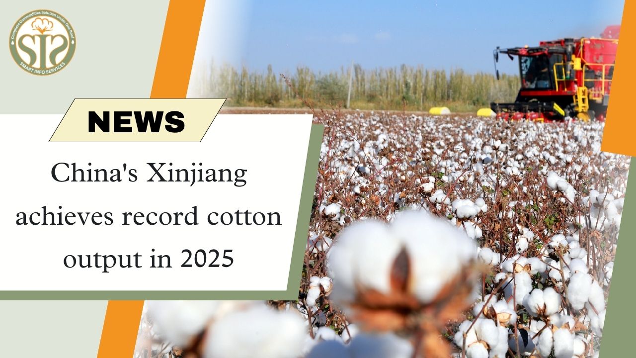 China's Xinjiang achieves record cotton output in 2025