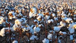 India extends deadline for duty free cotton imports to Oct. 31