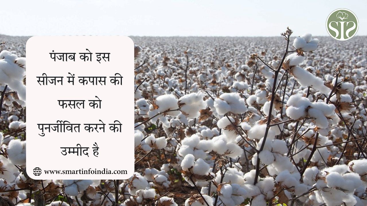 पंजाब को इस सीजन में कपास की फसल को पुनर्जीवित करने की उम्मीद है