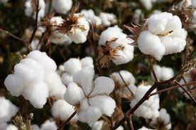 Stable trend in cotton yarn market in South India amid Holi