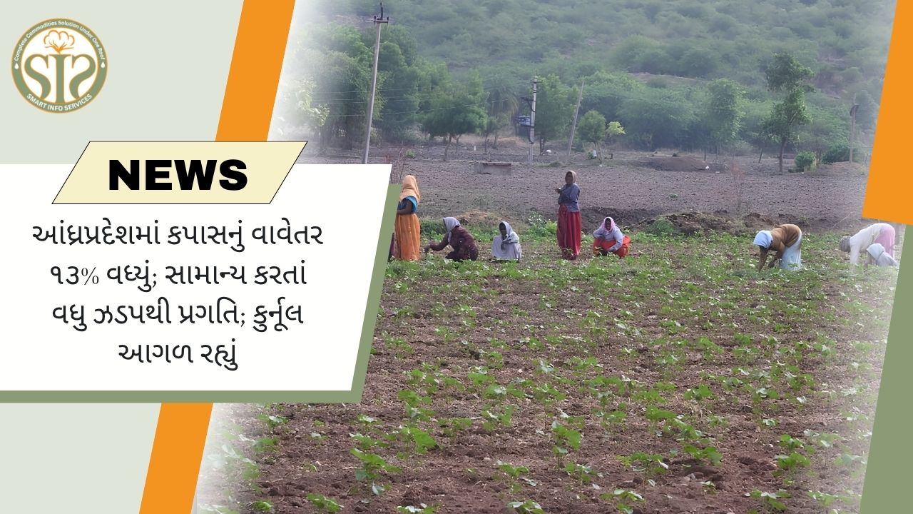 આંધ્ર પ્રદેશમાં કપાસની વાવણી 13% વધી, સામાન્ય કરતાં ઝડપી પ્રગતિ; કુર્નૂલ સૌથી આગળ