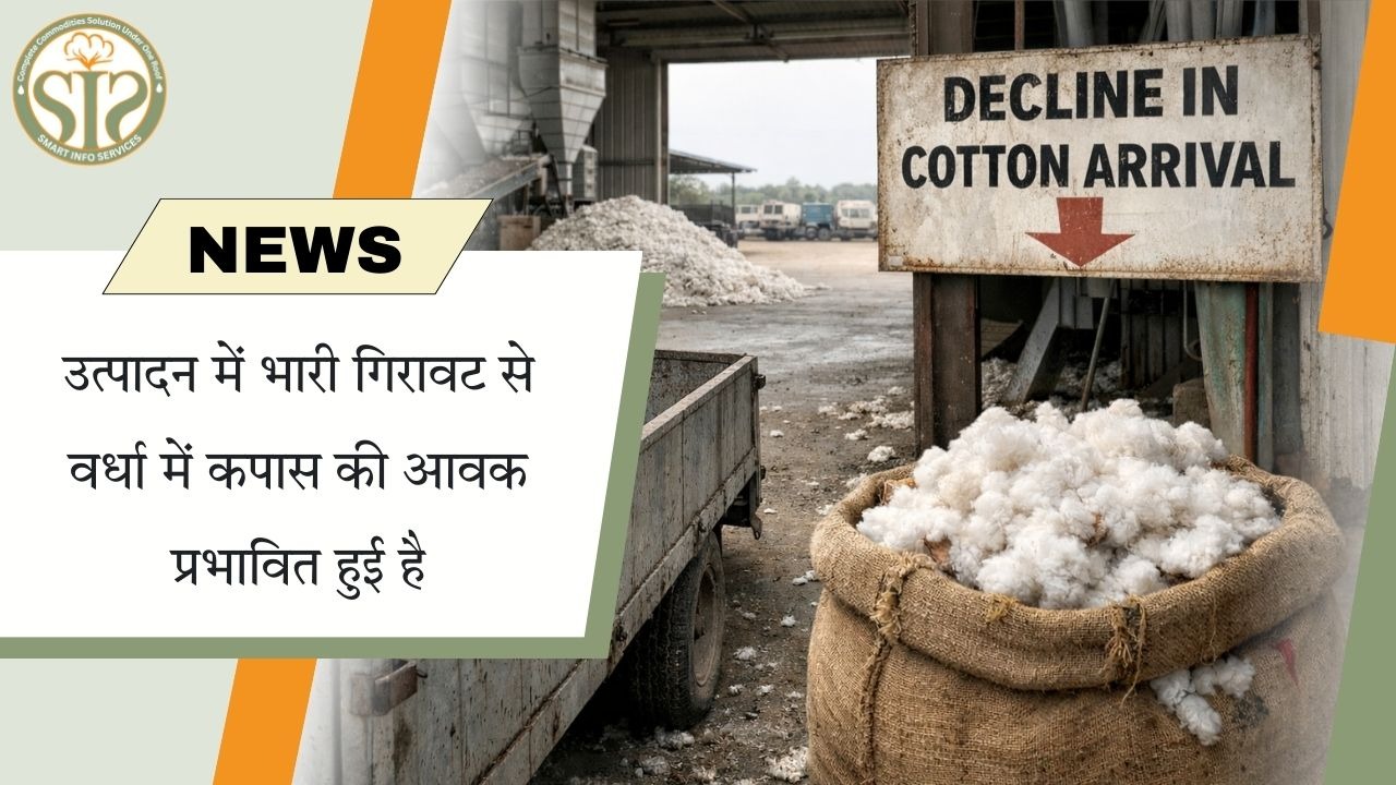 वर्धा में उत्पादन गिरने से कपास आवक प्रभावित